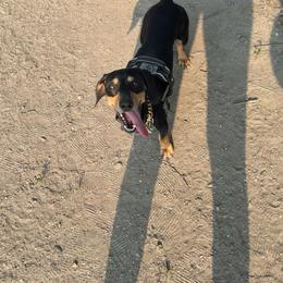 Carlos - Dachshund