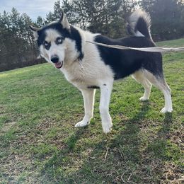 Shadow - Siberian Husky