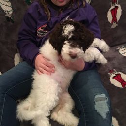 Bernedoodle and Poodle Puppies from Sunset Family Farm