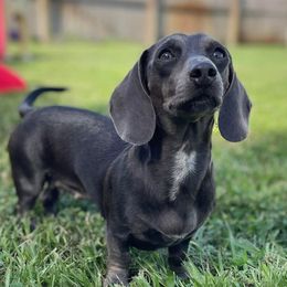 Blue - Dachshund