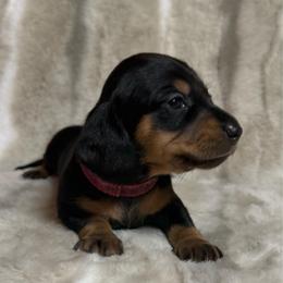 Molly - Black and tan female Dachshund puppy in Cypress, Texas from Sweet Little Churros
