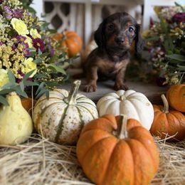 Red sable - Red male Dachshund puppy in Wills Point, Texas from East Mini Dachshunds Texas