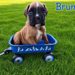 Bruno - Fawn male Boxer puppy in Abilene, Texas from L&L Euro Boxers and Small Town Shih Tzus