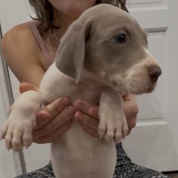 Rhaynera - Silver female Great Dane puppy in Florida from Beachside Kennels