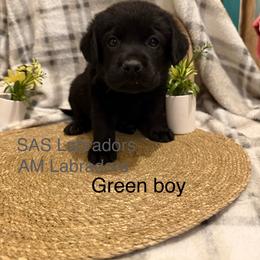 Greenie - Black male Labrador Retriever puppy in Wittmann, Arizona from AM Labradors