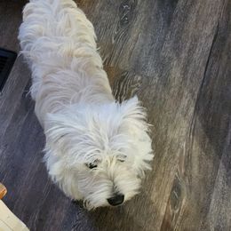 Bam - West Highland White Terrier
