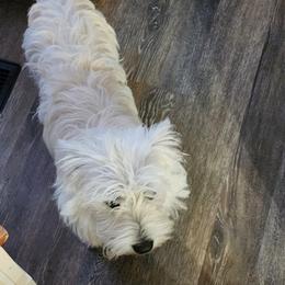 Bam - West Highland White Terrier