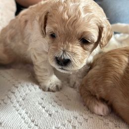 Cavapoo Puppies from The Little Park Farm