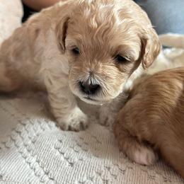 Cavapoo Puppies from The Little Park Farm
