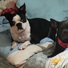 French Bulldogs and Old English Sheepdogs from Maria's Pups