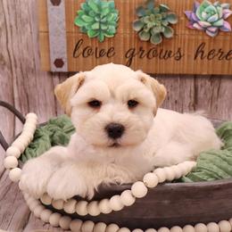 Tow-Mater - Wheaten male Miniature Schnauzer puppy in Dorr, Michigan from Enchanted Paws