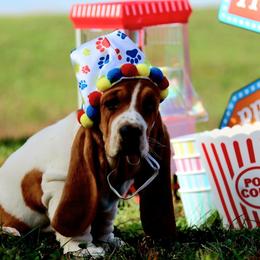 July - Mahogany and white female Basset Hound puppy in Pollock, Missouri from Northstar