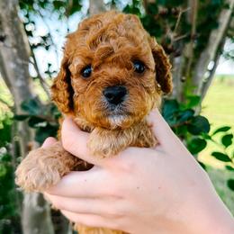 T-bone - Red male Cavapoo puppy in San Antonio, Texas from Cariad Doodles