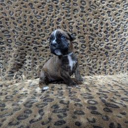 Girl 2 - female Boxer puppy in Anderson, South Carolina from Stillwater Kennel
