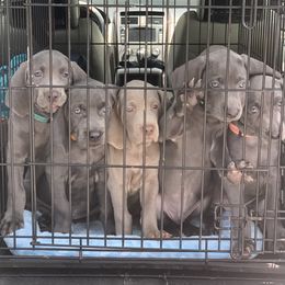 Weimaraner Puppies from Jennifer Anne's Weimaraners