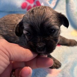 Sable male - Gold sable male Havanese puppy in East Lansing, Michigan from VanCort's Happy Havanese