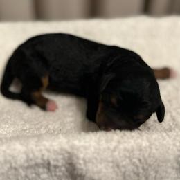 Luna - Tri-color female Bernedoodle puppy in Los Angeles, California from Bernied00dle Love