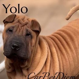 Yellow - Red female Chinese Shar-Pei puppy in Oakwood, Ohio from CarPeiDiem Chinese Shar-Pei