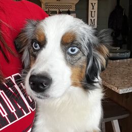 Millie - Miniature Australian Shepherd