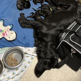 Flat-Coated Retriever and Golden Retriever Puppies from LaDean Faris