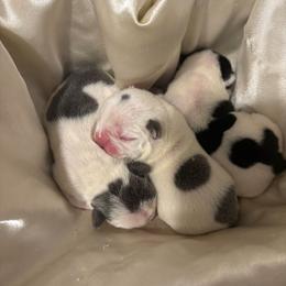 Black and white female pied - Black and white female French Bulldog puppy in Tuscaloosa, Alabama from J & J classic frenchies