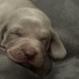 Weimaraners from Southern Magnolia Weimaraners