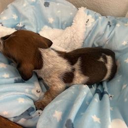 Tuff stuff - Piebald male Dachshund puppy in Brooksville, Florida from Ween Acres