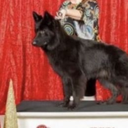 German Shepherds from Black Sheep German Shepherds