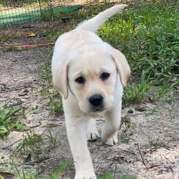 Labrador Retrievers from Gravel Hill Labrador