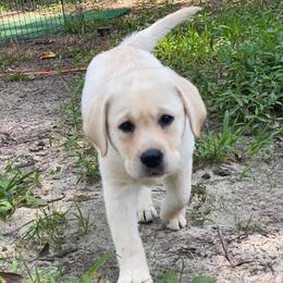 Labrador Retrievers from Gravel Hill Labrador