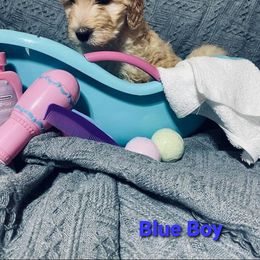 Goldendoodle Puppies from Toneytails Doodles