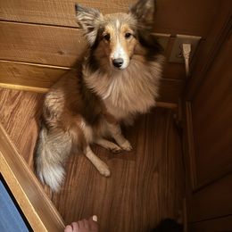 Leilani - Shetland Sheepdog