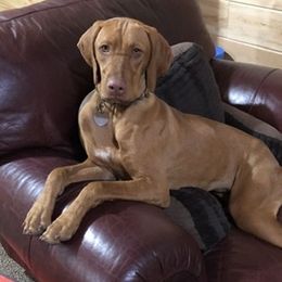 Cider - Vizsla