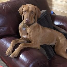 Cider - Vizsla