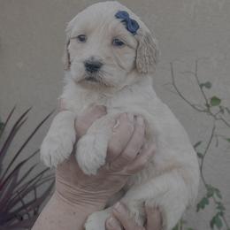 Luna - Light golden female Golden Retriever puppy in North Highlands, California from The Purrfectpups