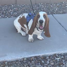 Basset Hound Puppies from Howlin Hounds
