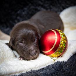 Boy 1 - male Border Collie puppy in Shelbyville, Tennessee from C Horns Ranch Border Collies