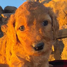 Scrooge - Apricot male Aussiedoodle puppy in Riverside, California from Just Loving Doodles
