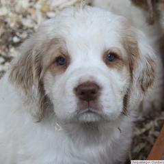 Clumber Spaniel and Irish Red and White Setter Puppies from NyaStar & Chequamegon