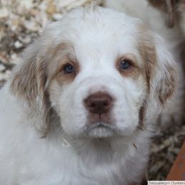 Clumber Spaniel and Irish Red and White Setter Puppies from NyaStar & Chequamegon