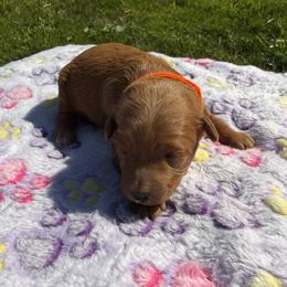 Cinder - Red female Aussiedoodle puppy in Deer Park, Washington from Doodle Paw Ranch