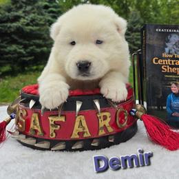 Demir - White male Central Asian Shepherd Dog puppy in Michigan from Guardian Dog
