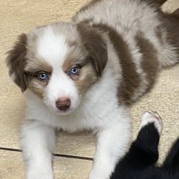 Miniature Australian Shepherd Puppies from Arch Hill Mini Aussies