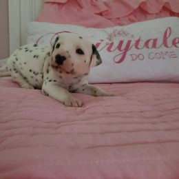 Dalmatian Puppies from BL Dalmatians