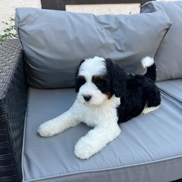 Atticus - Tri-color Bernedoodle puppy in Los Angeles, California from Bernied00dle Love