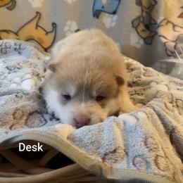 Desk - Lavender male Pomsky puppy in Blackfoot, Idaho from Snake River Pomskys