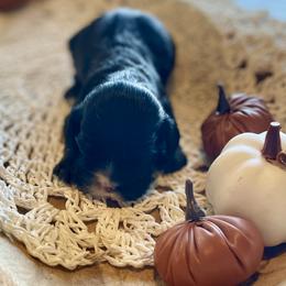 Cocoa - Black male Cocker Spaniel puppy in Buffalo, Missouri from Thrasher Family Puppies