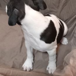Boston Terrier Puppies from Park Kennel