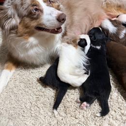 Extra - Red tri-color male Australian Shepherd puppy in Lynnville, Indiana from Moonlightaussies