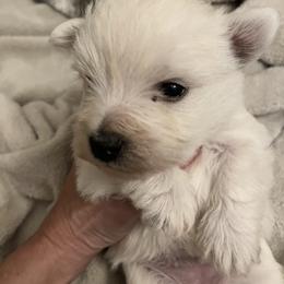 Girl 1 - White female West Highland White Terrier puppy in Columbus, Ohio from Starlight Westies